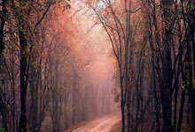 雷速体育比分直播-印尼羽毛球队完胜法国羽毛球队,李宗伟高光表现点燃全场热情